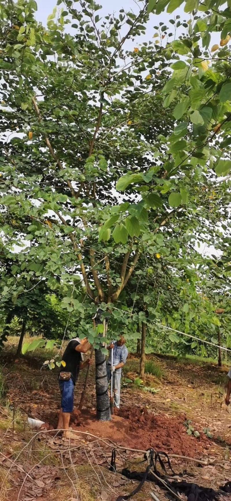 香港紫荆（羊蹄甲）树形规格齐全价格优惠