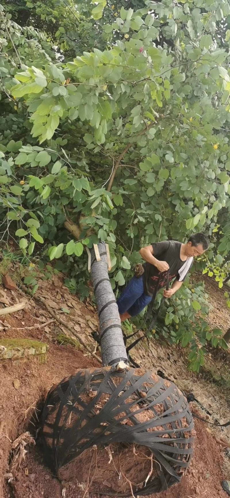 香港紫荆（羊蹄甲）树形规格齐全价格优惠