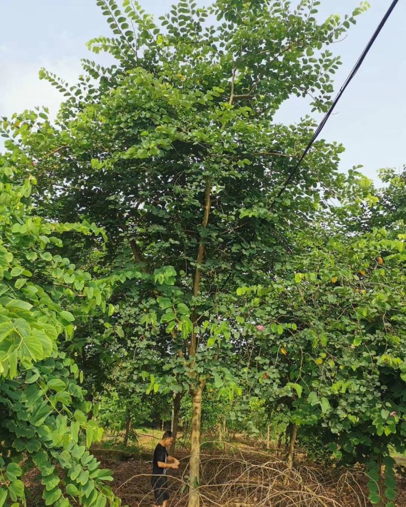 香港紫荆（羊蹄甲）树形规格齐全价格优惠