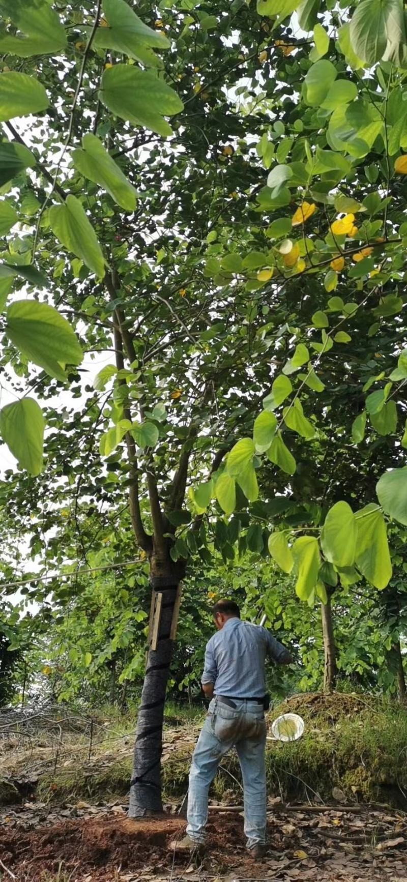 香港紫荆（羊蹄甲）树形规格齐全价格优惠