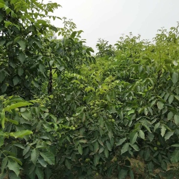 现摘现发青皮核桃大量供货