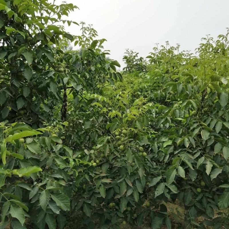 现摘现发青皮核桃大量供货