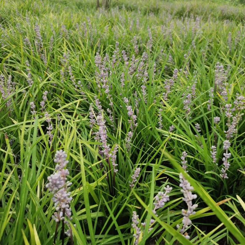 自家苗圃供应软叶吉祥草基地直销视频看货保质保