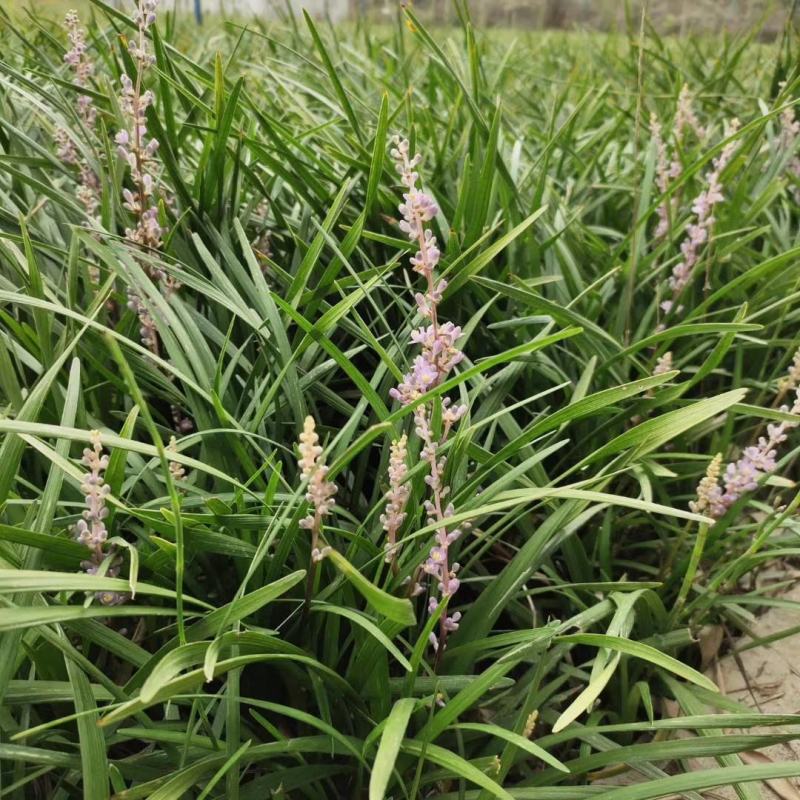 自家苗圃供应软叶吉祥草基地直销视频看货保质保