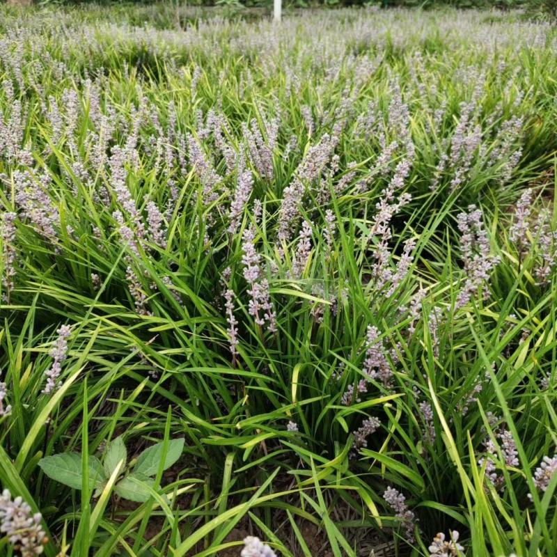 自家苗圃供应软叶吉祥草基地直销视频看货保质保