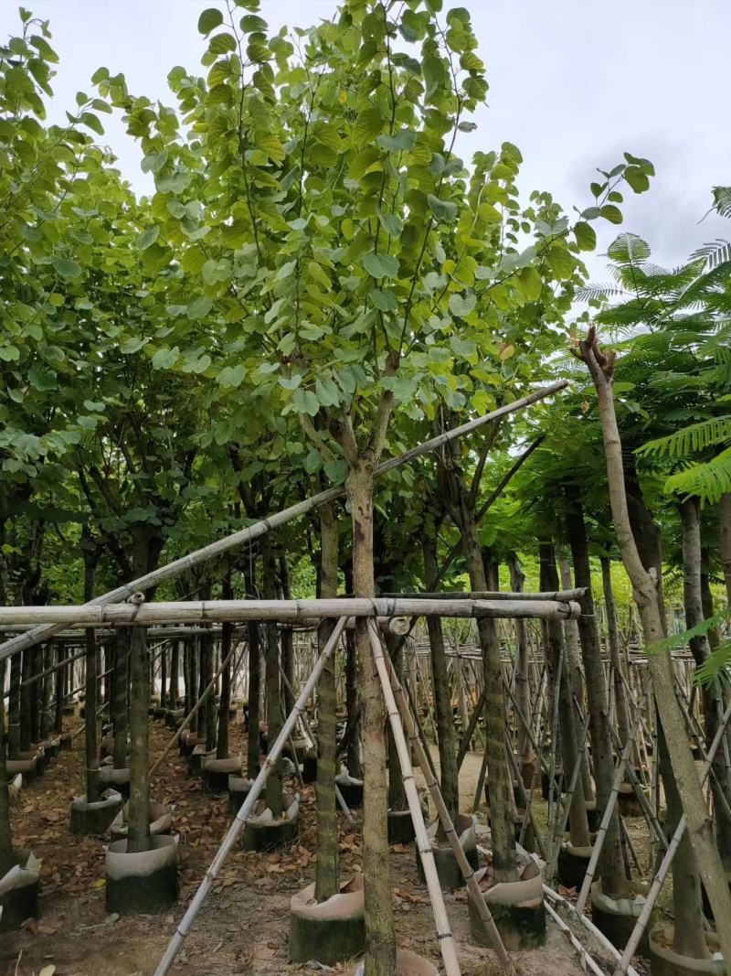 低价供应现货自家8-12分宫粉紫荆袋苗，量大价优！