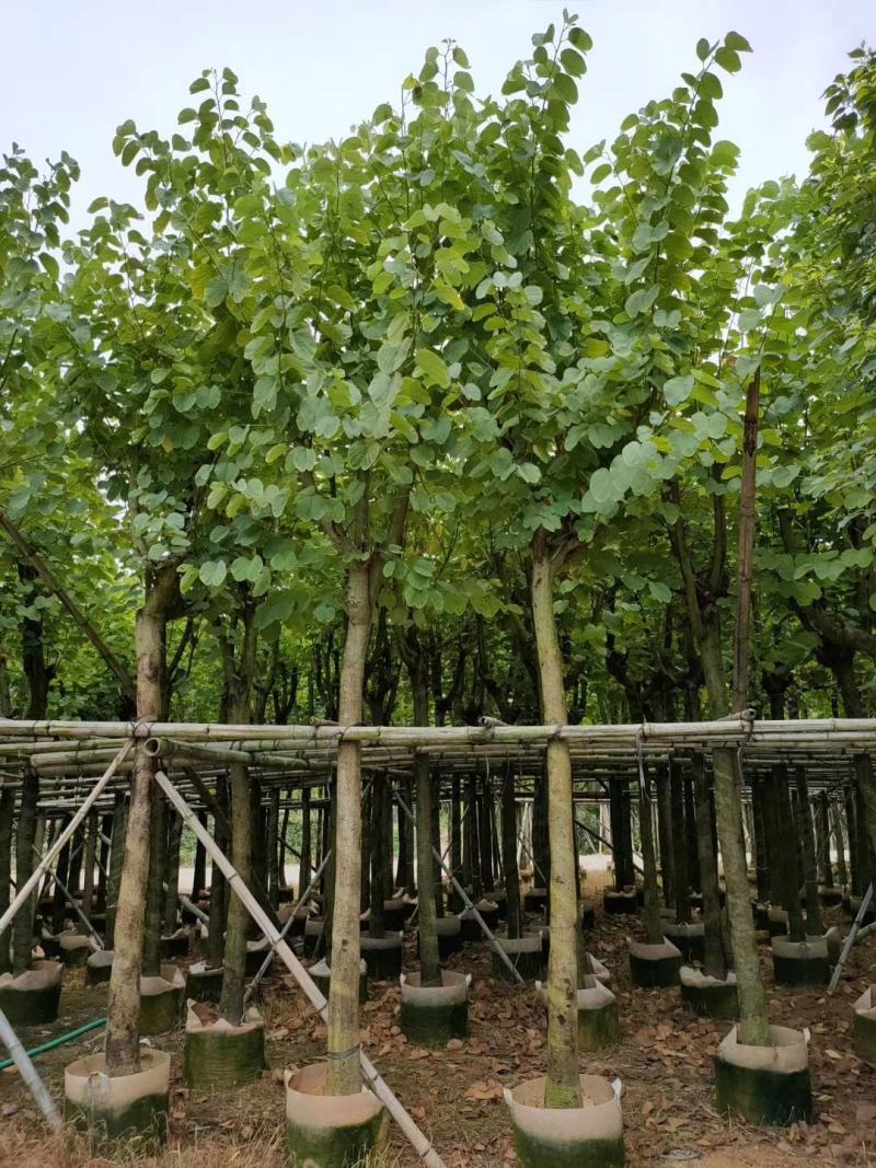 低价供应现货自家8-12分宫粉紫荆袋苗，量大价优！