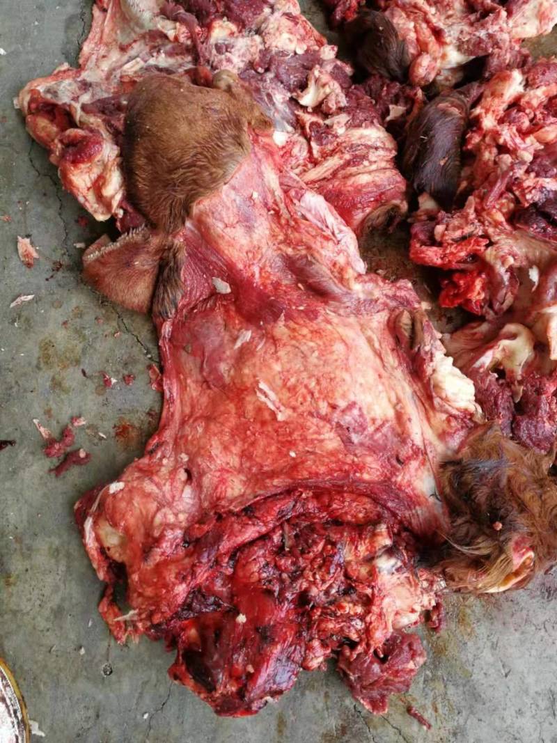 大量批发国产清真黄牛去皮生牛头肉