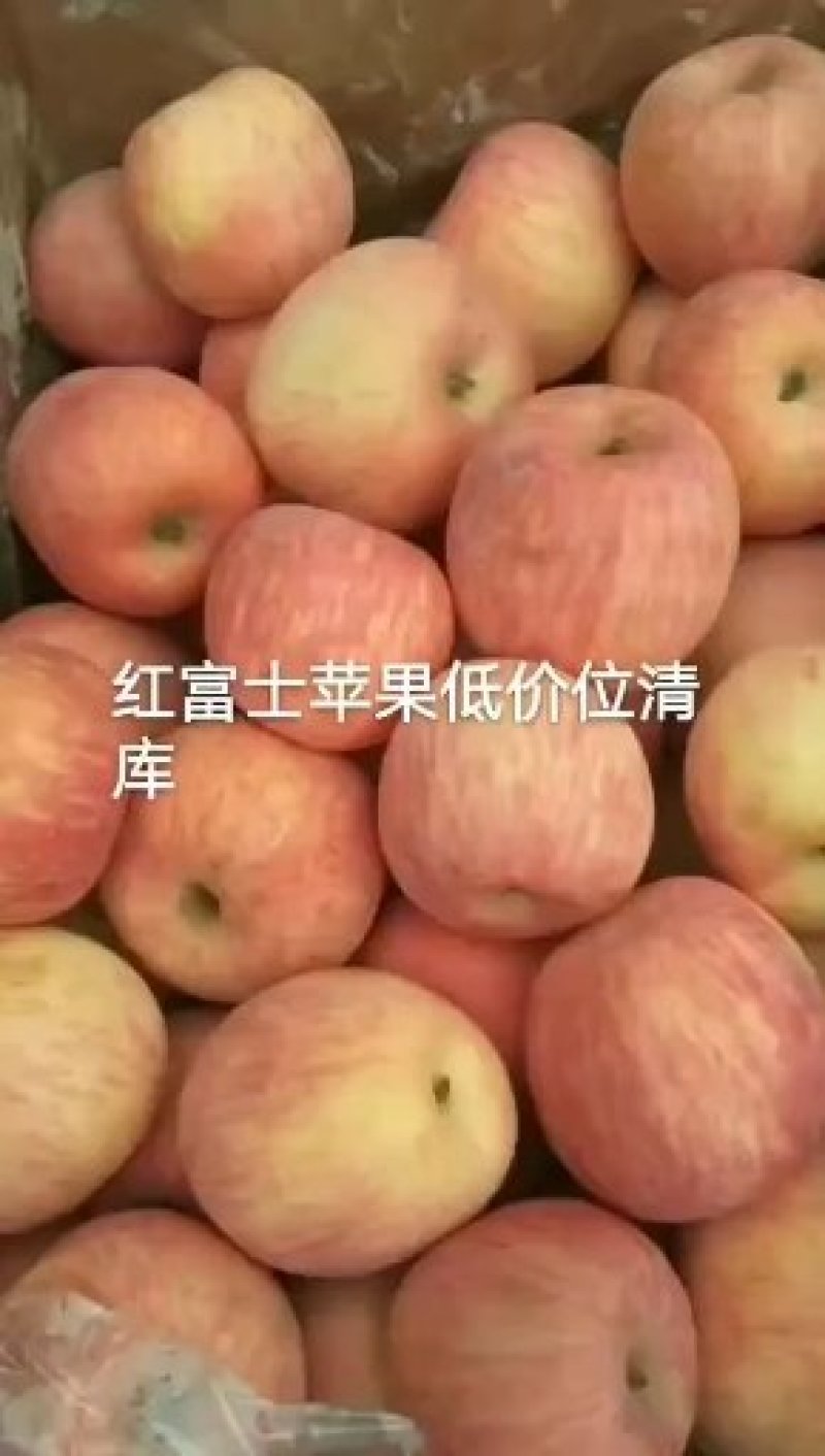 山东省日照市莒县冷库苹果大量清库货源充足