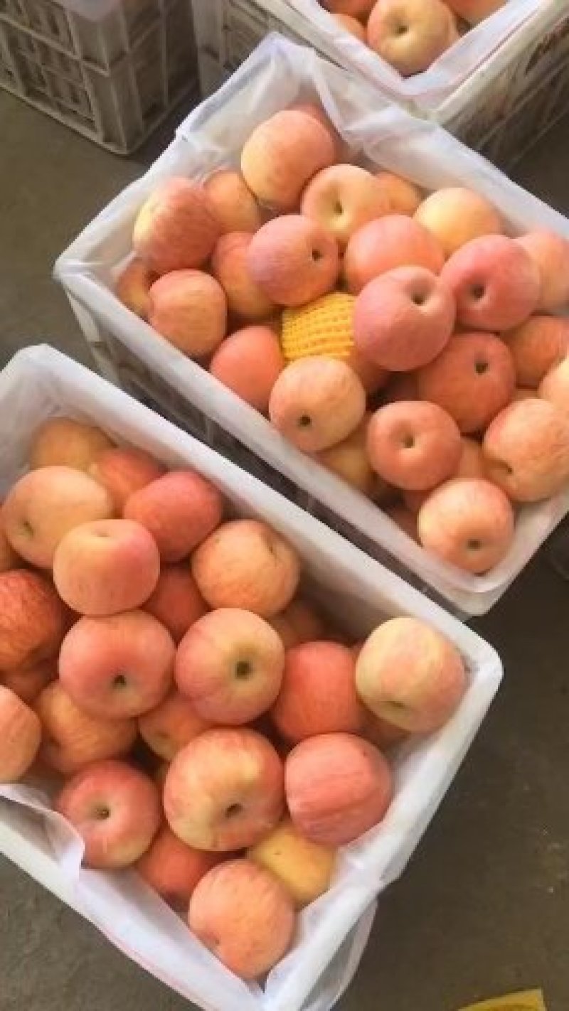 山东省日照市莒县冷库苹果大量清库货源充足