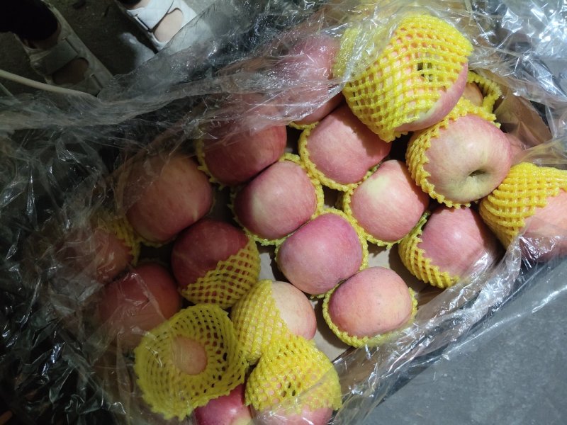山东省日照市莒县冷库苹果大量清库货源充足