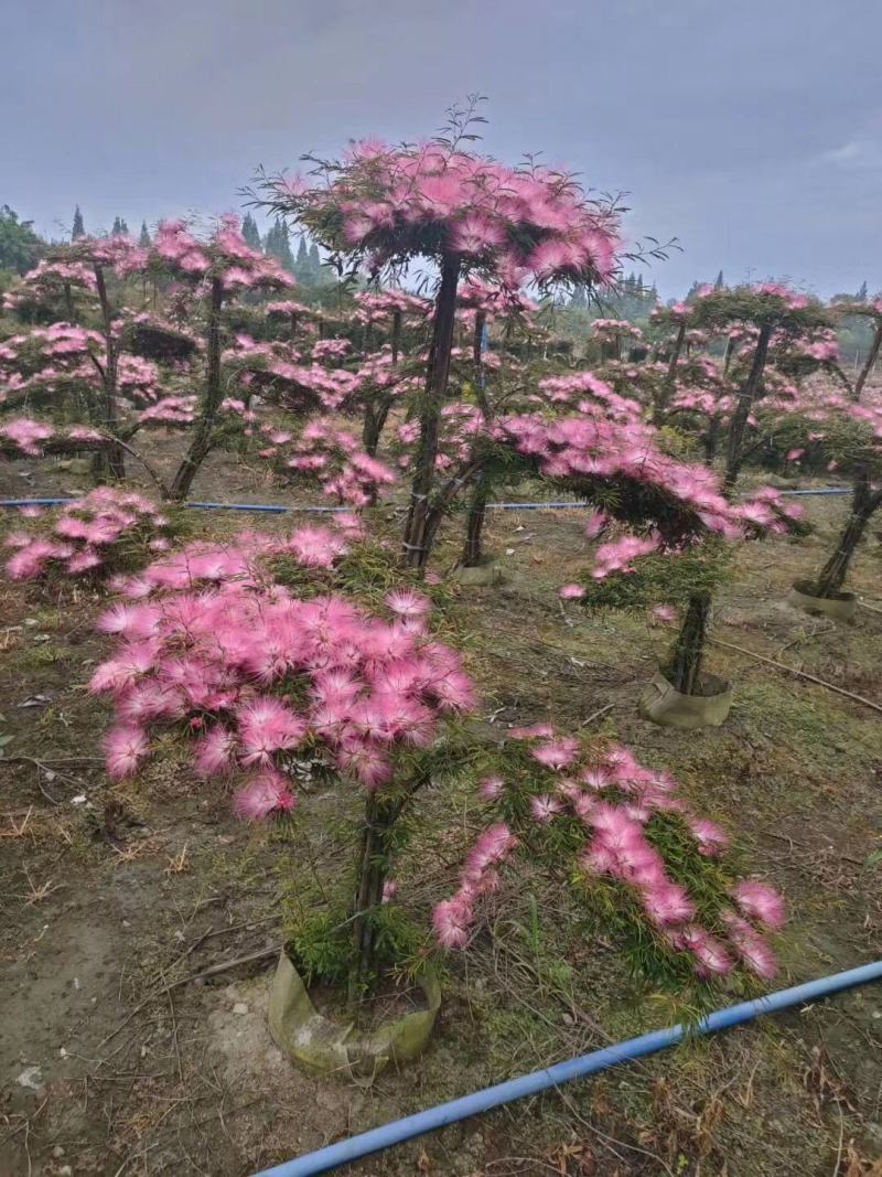 香水合欢袋苗造型价格，香水合欢价格和图片