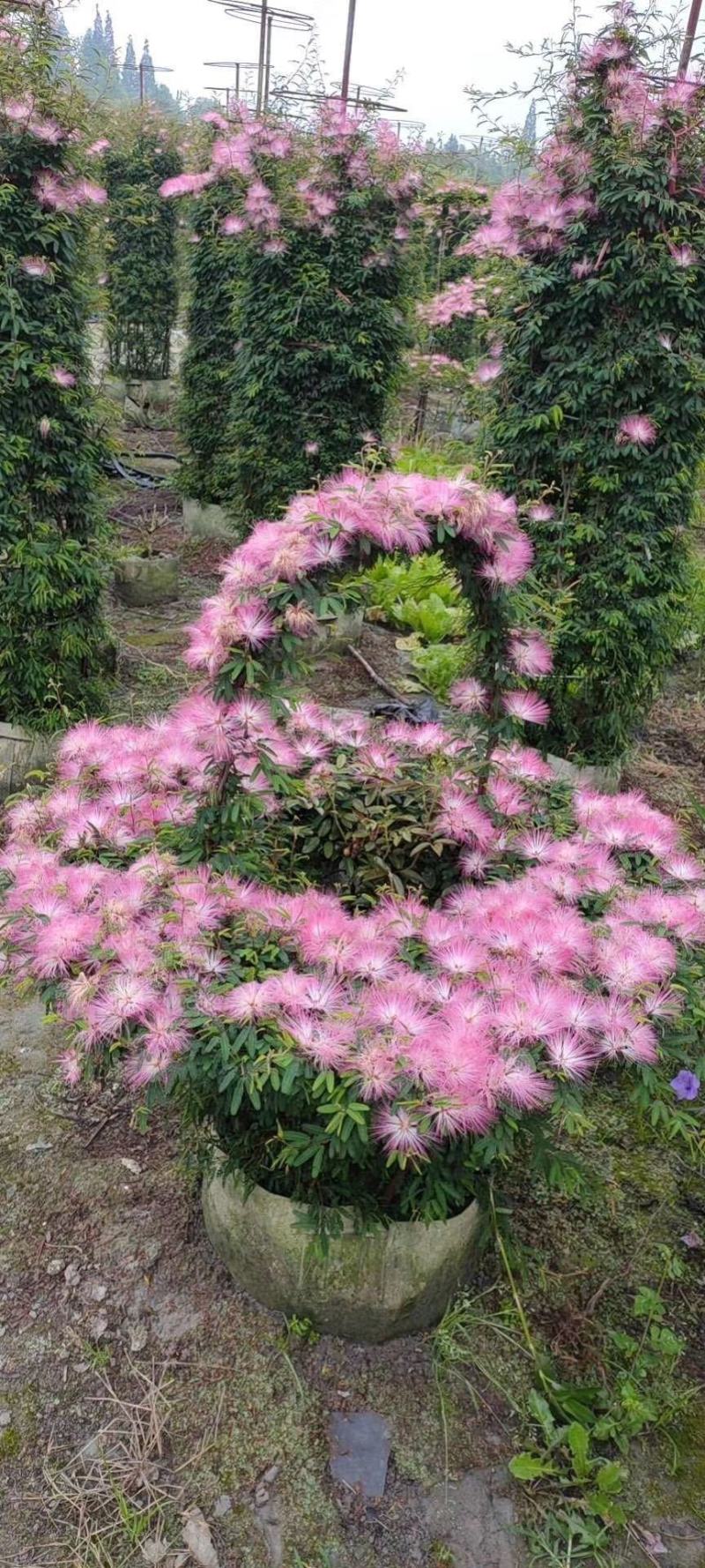 香水合欢袋苗造型价格，香水合欢价格和图片