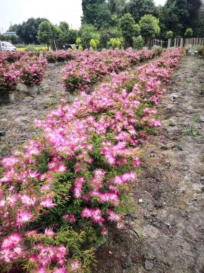 香水合欢袋苗造型价格，香水合欢价格和图片