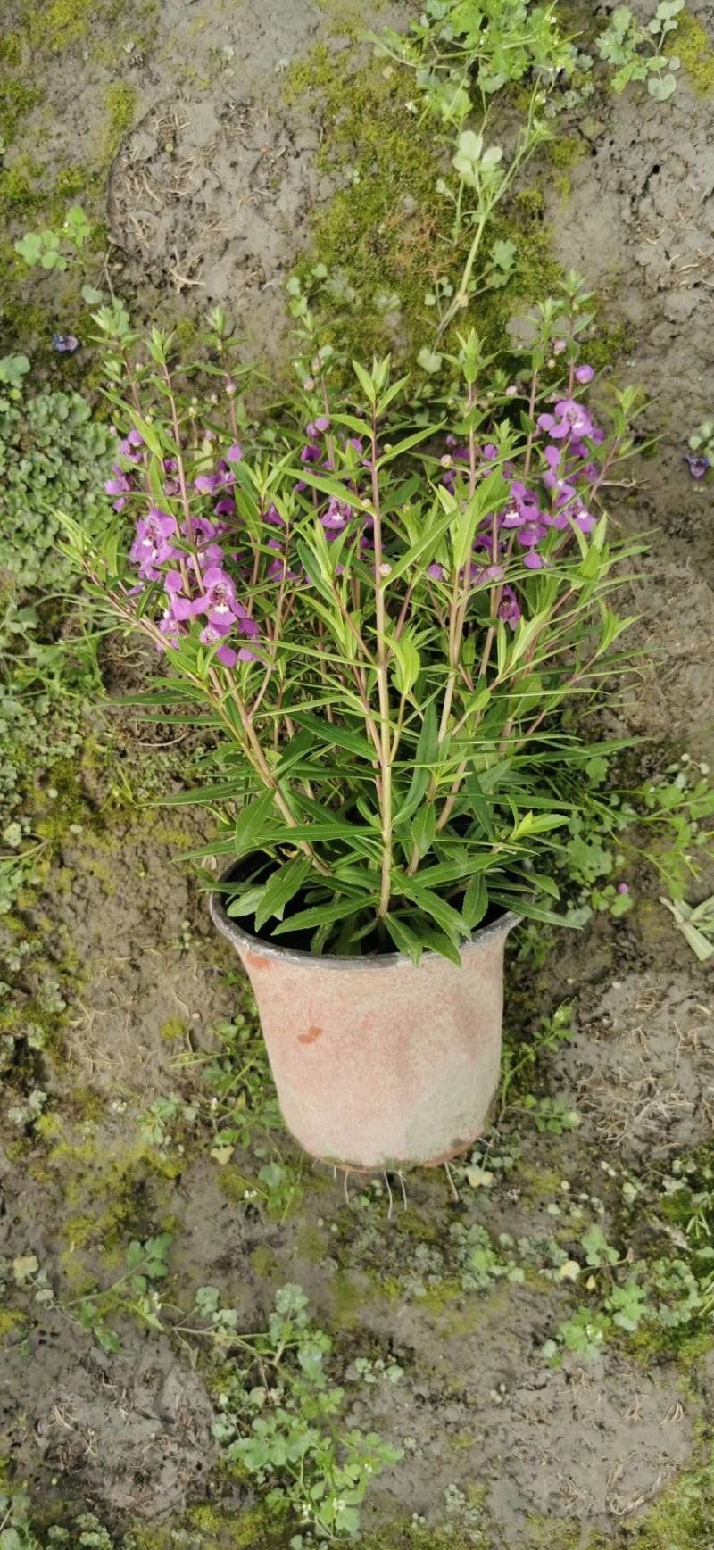 香彩雀双色杯开花的香彩雀香彩雀价格量大从优