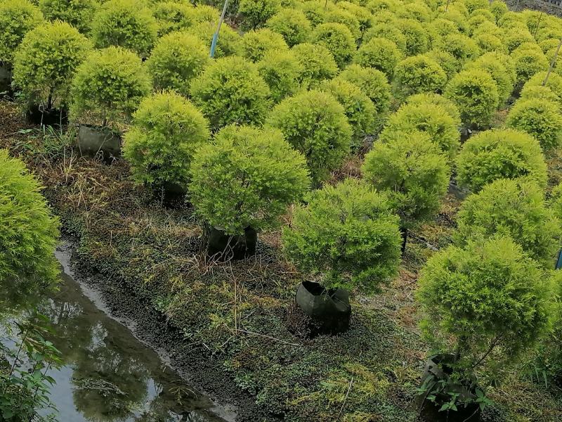 千层金球球基地大量供应实拍图片，千层金成都货源