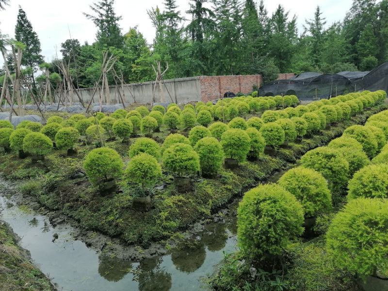 千层金球球基地大量供应实拍图片，千层金成都货源