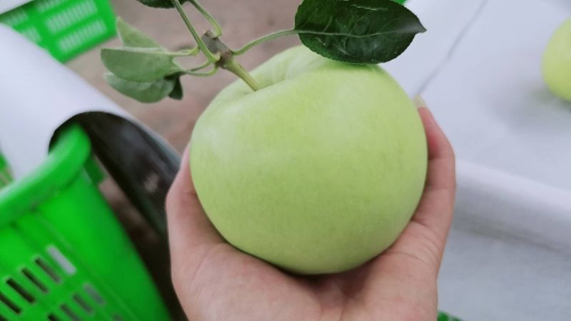 四川汉源大量供应青苹果，诚信经营，本人专业代办！