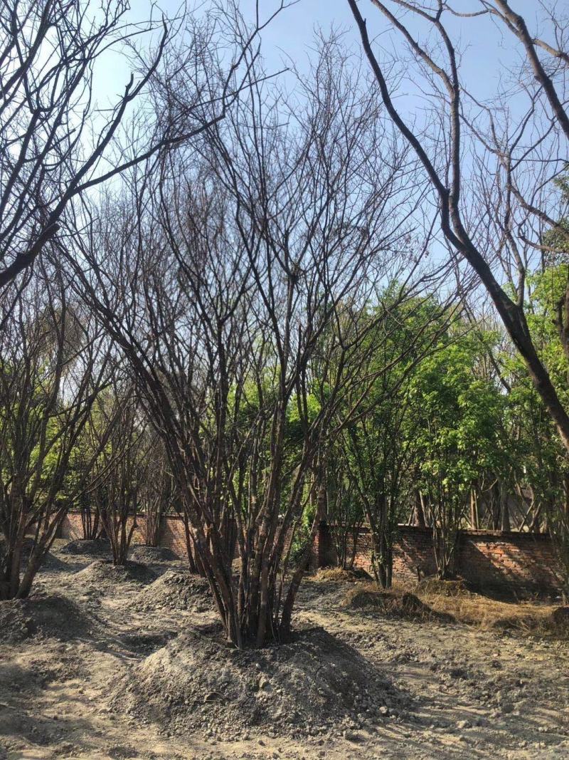 丛生茶条槭规格齐全产地直销丛生茶条槭报价