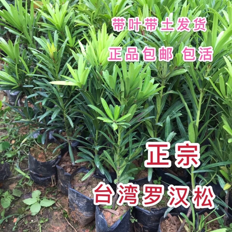 正宗台湾罗汉松兰屿罗汉松造型盆栽观赏盆景绿植