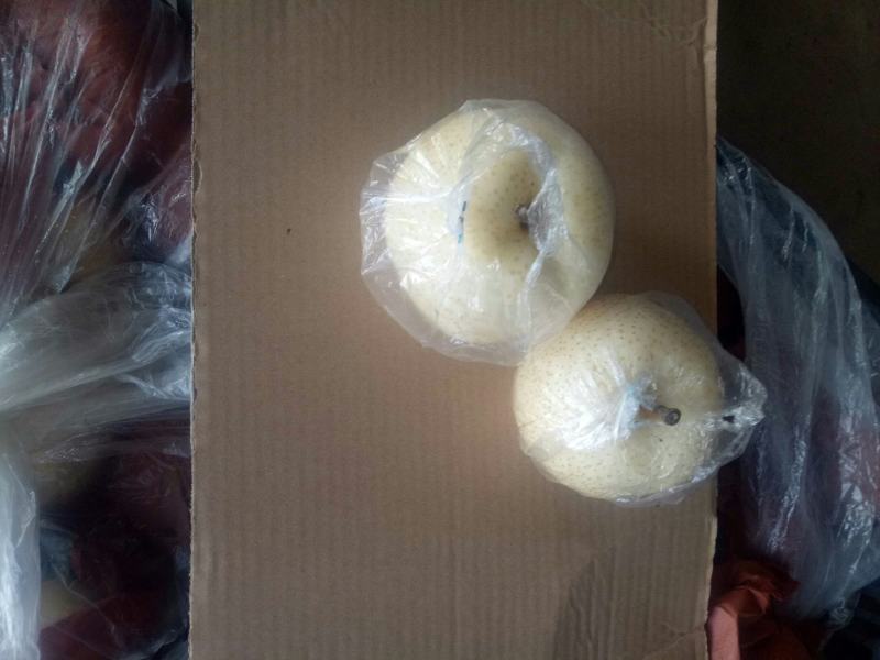晚秋梨个头大，口感脆甜，大吨位供应，支持全国发货