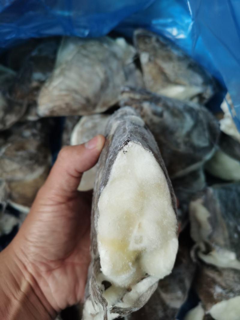 碟鱼头鸦片鱼尾深海捕捞肥美比目鱼新鲜鲽鱼头蝶鱼尾
