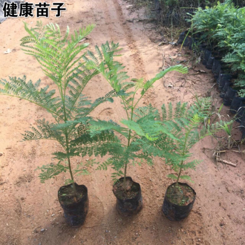 正品蓝花楹优质好苗广州发货