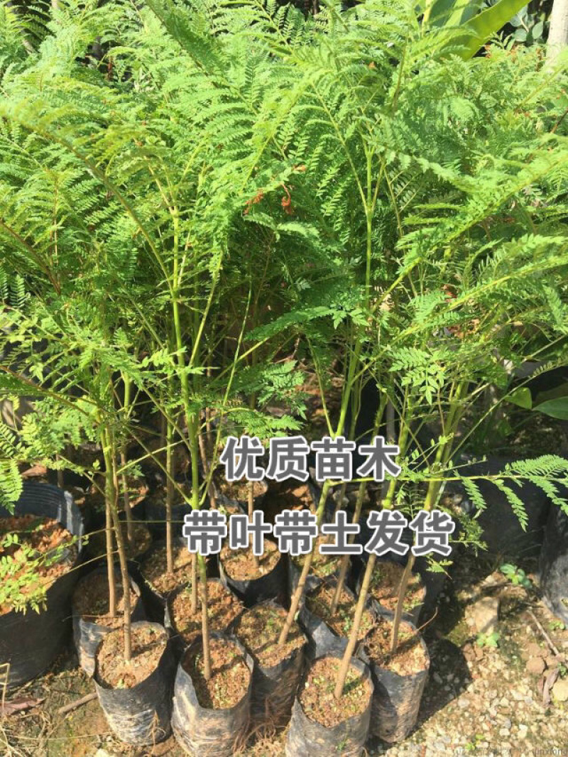 正品蓝花楹优质好苗广州发货