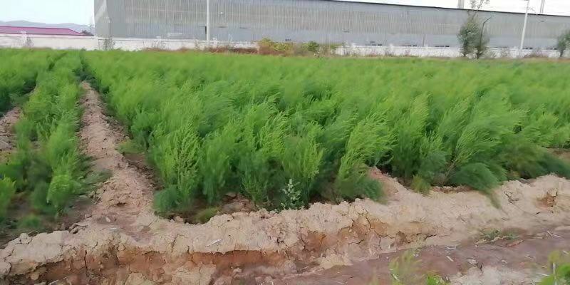 芦笋苗、紫芦笋苗，品种纯，价格优惠，质量好。