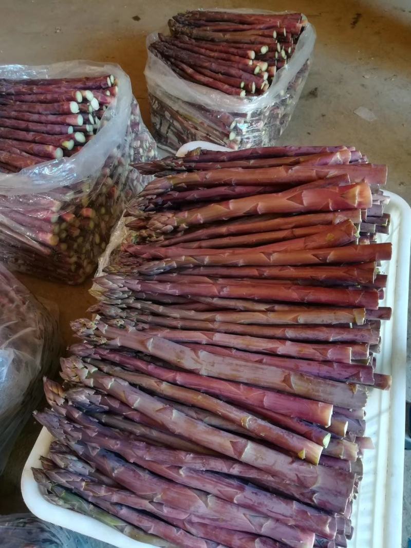 芦笋苗、紫芦笋苗，品种纯，价格优惠，质量好。