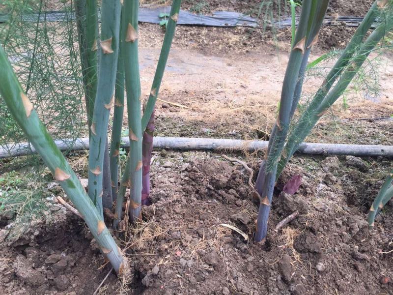 芦笋苗、紫芦笋苗，品种纯，价格优惠，质量好。