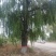 种苗，侧柏，元宝枫，柿树，石榴树，盆景