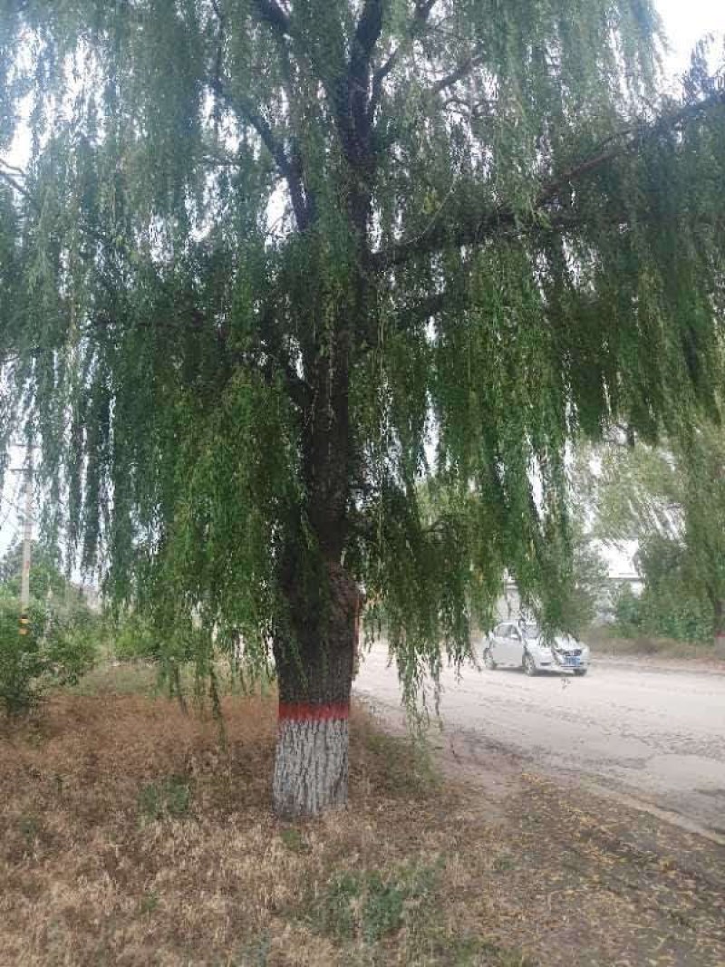 种苗，侧柏，元宝枫，柿树，石榴树，盆景