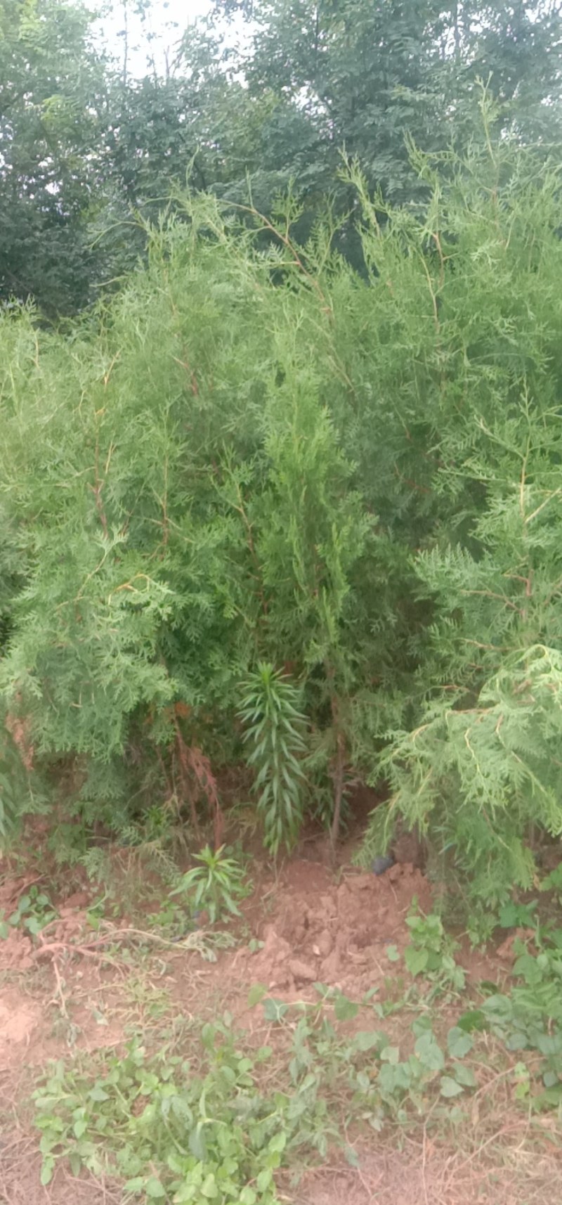 种苗，侧柏，元宝枫，柿树，石榴树，盆景