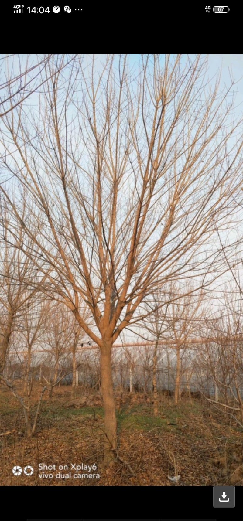 种苗，侧柏，元宝枫，柿树，石榴树，盆景