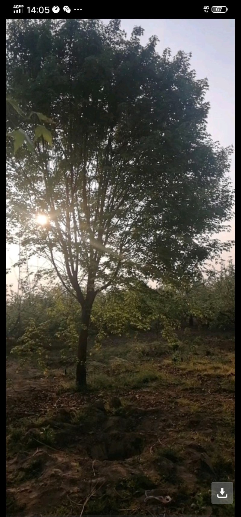 种苗，侧柏，元宝枫，柿树，石榴树，盆景