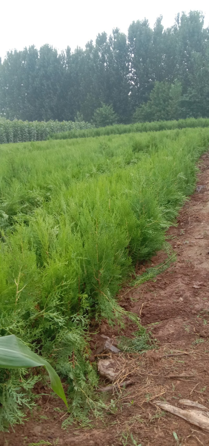 种苗，侧柏，元宝枫，柿树，石榴树，盆景