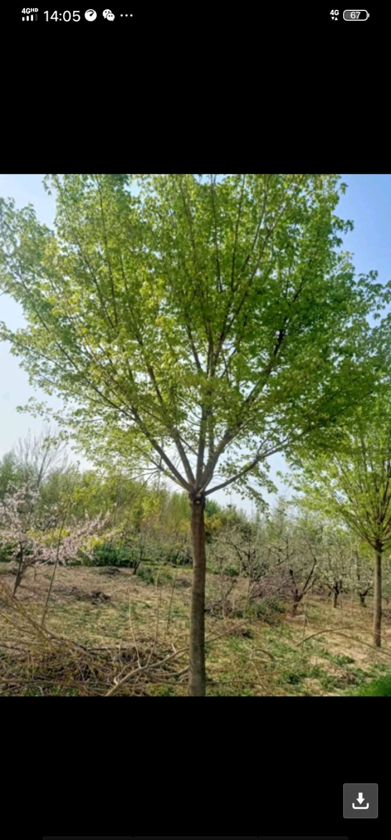 种苗，侧柏，元宝枫，柿树，石榴树，盆景