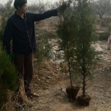 种苗，侧柏，元宝枫，柿树，石榴树，盆景