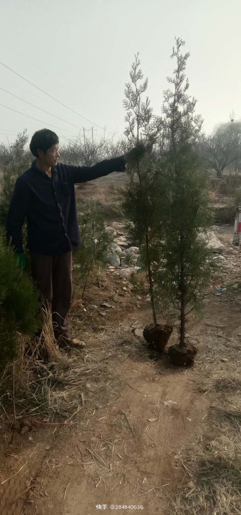 种苗，侧柏，元宝枫，柿树，石榴树，盆景
