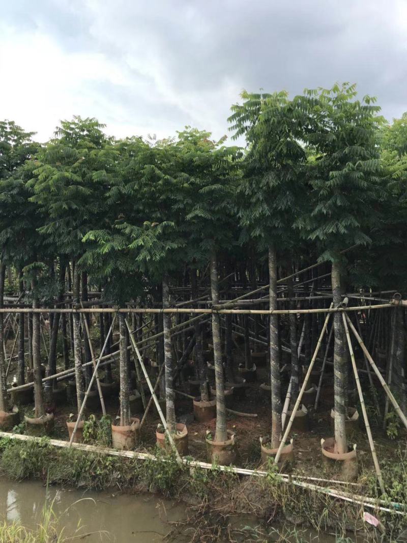 低价供应自家8-20分台湾栾树袋苗，量大价优！