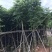 低价供应自家8-20分台湾栾树袋苗，量大价优！