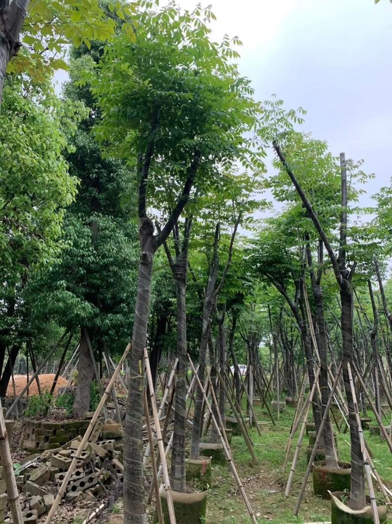 低价供应自家8-20分台湾栾树袋苗，量大价优！