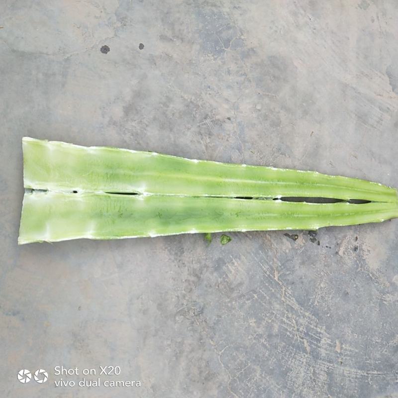 兰州高原夏菜精品标准光杆，杆粗肉绿鲜嫩