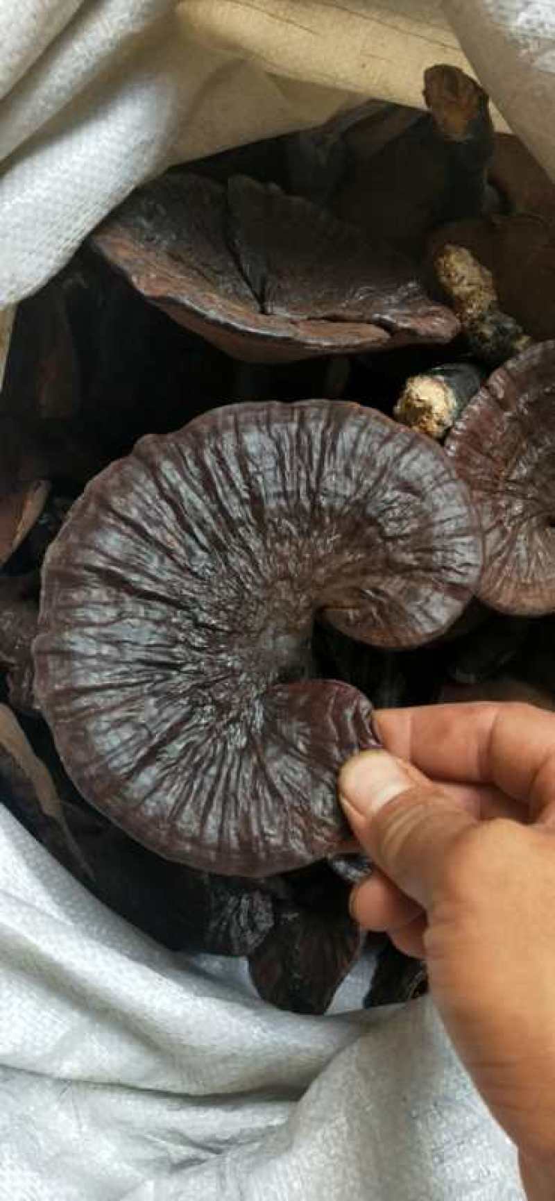 野生紫灵芝，广西原生态林下野生灵芝第二代可线上支付