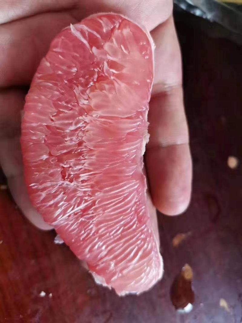 广西3斤以上三红柚，马上摘超好吃超爆款