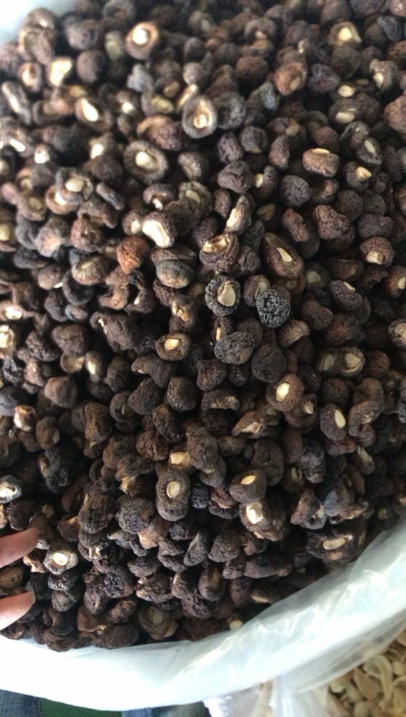 长期供应金钱花菇，需要好货的客商联系