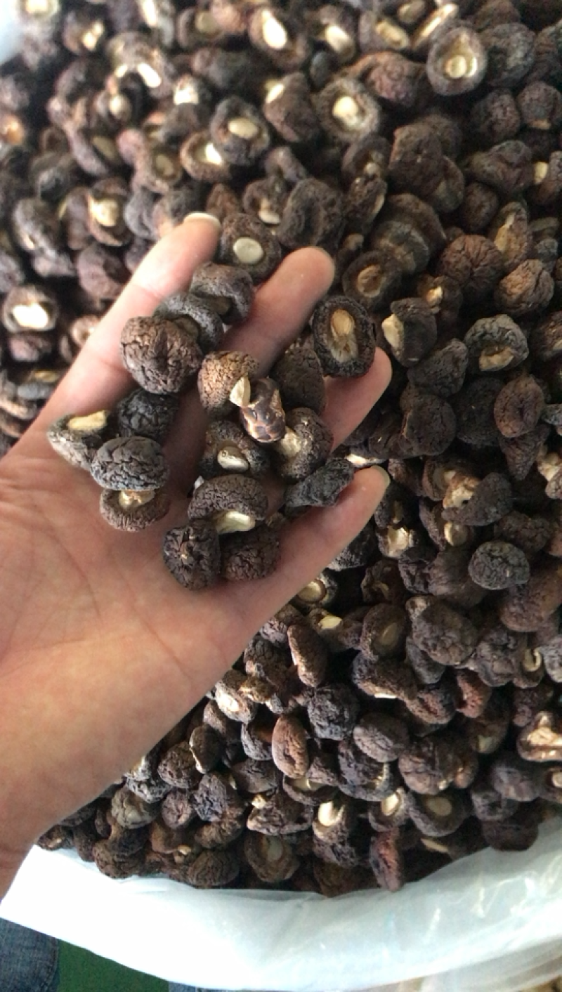 长期供应金钱花菇，需要好货的客商联系