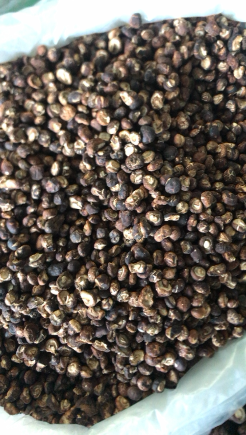 长期供应金钱花菇，需要好货的客商联系
