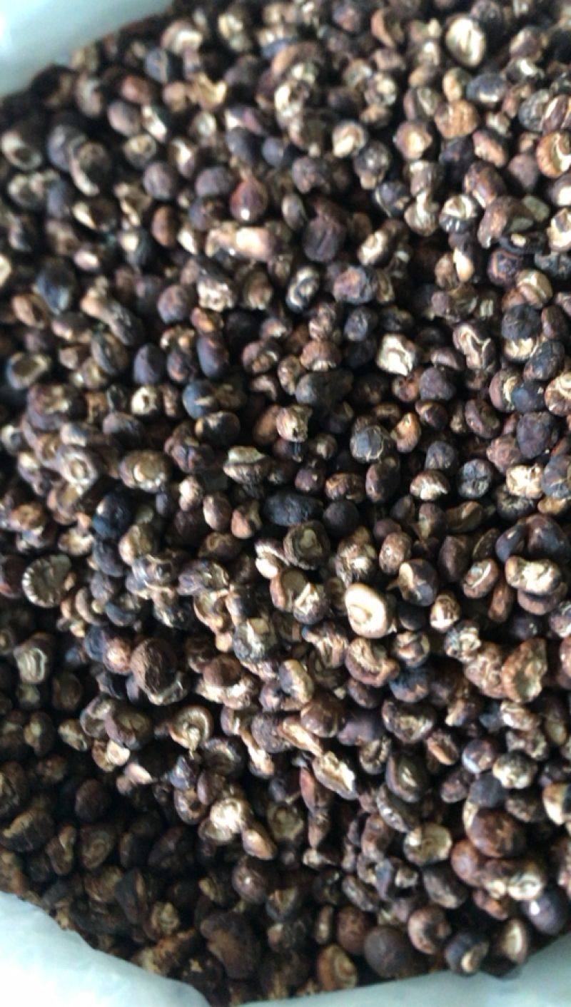 长期供应金钱花菇，需要好货的客商联系